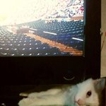 오늘새벽에 <b>축구</b>보는데.....냥이가....