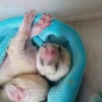 사막여우 <b>꼬물</b>이 3탄!!!!