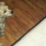 사진有★저희집 <b>보물</b> 사랑이를 찾아주세요