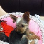 모델같은 우리깜이와 매력<b>포텐</b>터지는 우리공주의 이야기~꼬꼬씽~!