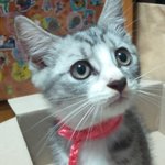 도와주세요ㅠ 고양이 <b>종류</b> 뭘까요..ㅠㅠ