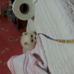 애기 <b>포메</b>@스피츠 믹스견 분양 ㅠㅠ