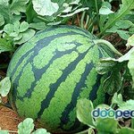 이게 <b>수박</b>이냐 가슴이냐