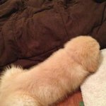 진짜 미친<b>포스</b>를 풍기는 개.