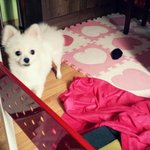 @ 털이 쑥쑥 자라는 한글이 [19탄!!!]