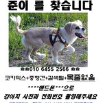 [안산 한양대 앞] ##코카믹스견 준이 찾습니다##제발 꼭 봐주세요##