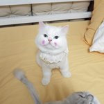 봉숭아로 볼에 물들일라캤는데,,,,,,,,,,아놔