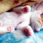 빙구 같은 빙구가 찾아왔어요