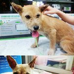 ▶▷ 유기견 <b>럭키</b>의 행운의 이야기! ♥♡