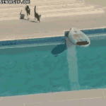 <b>보드</b>타는 냥이...