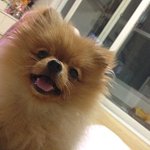 ☆★(제2탄)나의 두번째 사랑스런 <b>보물</b> (포메) '포~리'★☆