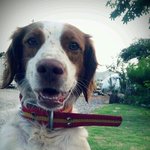 마당을 누비는 사냥견,불탄이를 소개해요(사진추가함^^