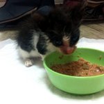 고양이주제에 이렇게 이쁠수가 [쭌&amp;단 임보일기]