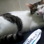 고양이아니야...너 좀 그래...3