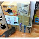 셀프 캣타워? 캣<b>블럭</b>? 정체가 캣캐슬..?