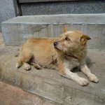 내 옛날이야기2-늙은개**