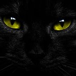 내 옛날이야기4-고양이와 귀접**