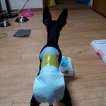 개귀요미 <b>연탄이</b>*_*와 까꿍이@_@를 소개합니당!!!!