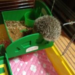 <우리냥이 꽁냥질> 리앙이