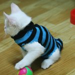 내 고 고 고양이는 강남스타일!!