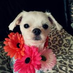 (犬판,사진유느님) <b>일진</b>내동생..봐주세요ㅠㅠ