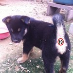 < 사진 <b>대량</b> > 네눈박이 진도 5남매이야기~9탄