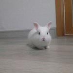 ☆★토끼☆★ 우리집<b>송이</b> 꽃송이 (사진有 多多多 )