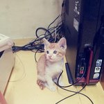 @@ 남자친구가 키우는 <b>새끼</b>고양이 김다승양