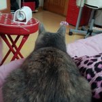 [김괭] 김고양이 첫번째