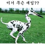 개<b>터짐</b> 사진 有