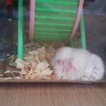 [푸딩햄스터] 내 마음이 밀떡밀떡