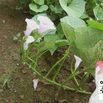 (사진有느님)★★100년에 한번핀다는 고구마꽃이 폈어요★★