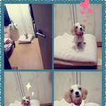 ▶▶▶ ★ 강아지 금기음식&amp;몸에 좋은 음식 ★