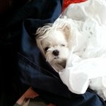 슴셋씽글맘<b>수니</b>엄마에요우리<b>수니</b>장가좀보내주세요흑흑