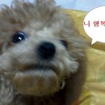 ▶시골개 행복이의 매력 2탄~!!◀ (사진有동영상)