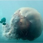 신비하고 희귀한 <b>동물</b>들 2탄