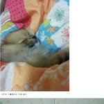 너무 긔<b>여운</b> 뽀미입니다ㅎ