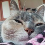 [김괭] 김고양이 두번째