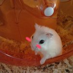 울햄<b>토리</b> 코코 ♡♡♡♡♡♡♡♡