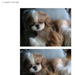 개<b>여신</b>