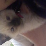 ☞<b>레오</b>와애플성장기☜