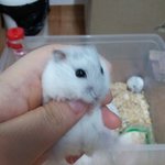 [<b>햄</b><b>찌</b>판] 귀여운 울 초코와 송이~