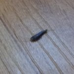 (사진有)집에서 이런 <b>벌레</b>가 계속 나옵니다.