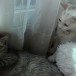 <3>  우리<b>집</b>의 식구 "난이 봉구" 그외<b>사진</b>들