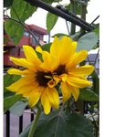 ◆124탄 <b>독도</b>가 지네땅이라고 우기는 섬나라의 근황 ◆