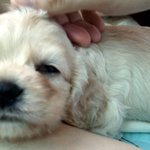 악마견과 천사견이야기. [쫌김]