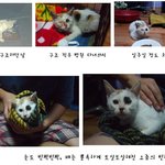 눈이 많이 아팠던 아기 고양이, 토실토실 반짝반짝 건강해져서 가족을...