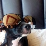 애완견흑염소깜 봐쥬면 고맙긔^^