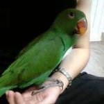 우리집 막둥이 뉴기니아앵무 뚱이!