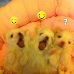 ♥ 4탄 ♥ 솜이와 아가들 (귀욤주의)